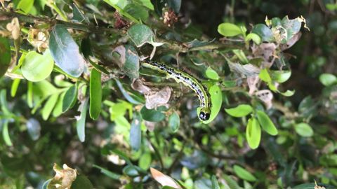 La pyrale du buis, une espèce exotique envahissante, provoque de lourds dégâts dans les populations européennes de buis. ©Léna Hespel